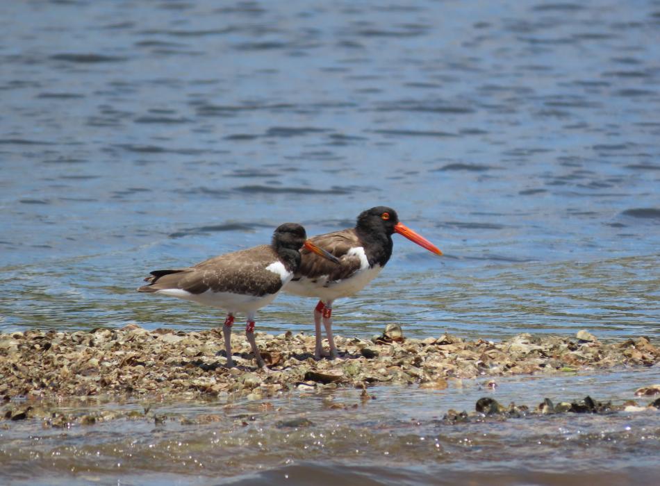 Managing habitat for American Oystercatchers Florida State Parks
